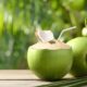 Ahli Gizi IPB Ungkap Waktu yang Baik Minum Air Kelapa